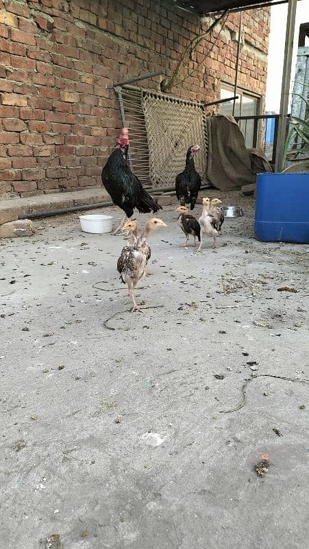 aseel mianwali 2 months old chicks 10