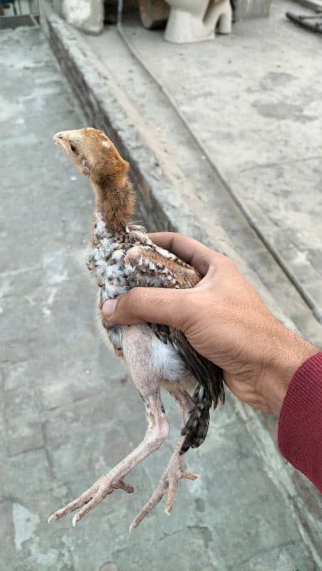 aseel mianwali 2 months old chicks 11