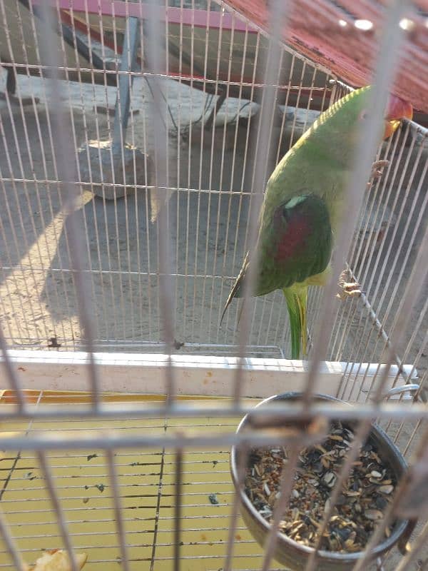 Kashmiri female parrot 2