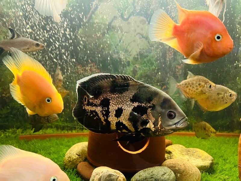 cichlids fish 0