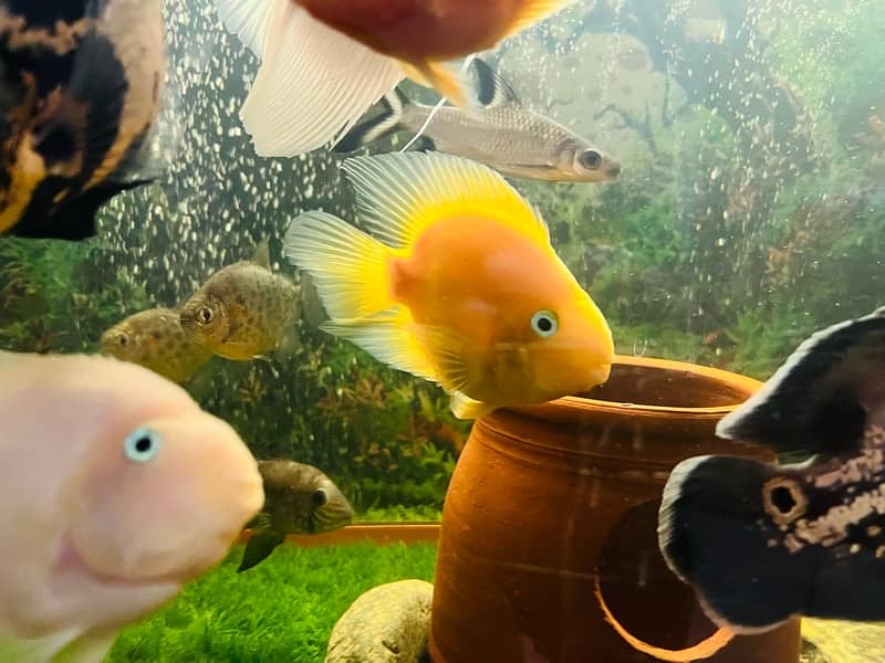 cichlids fish 3