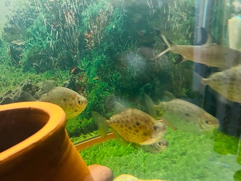 cichlids fish 14