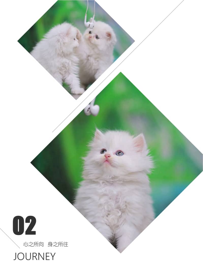 Persian | Tripple Coat | Fluffy | Billi | Cute face | 03054133886 12