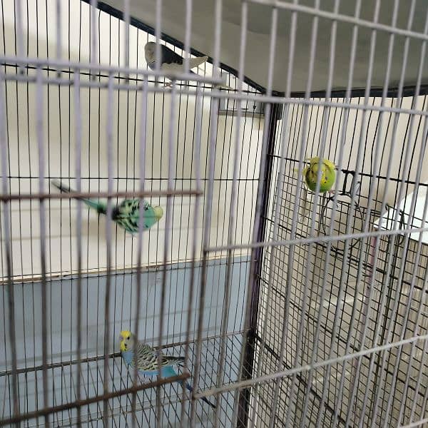 2 cages available 2