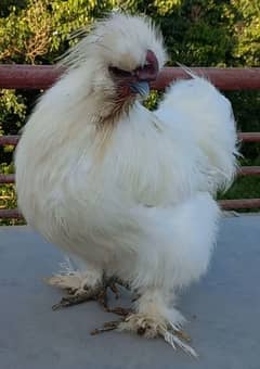 white Silkie breeder