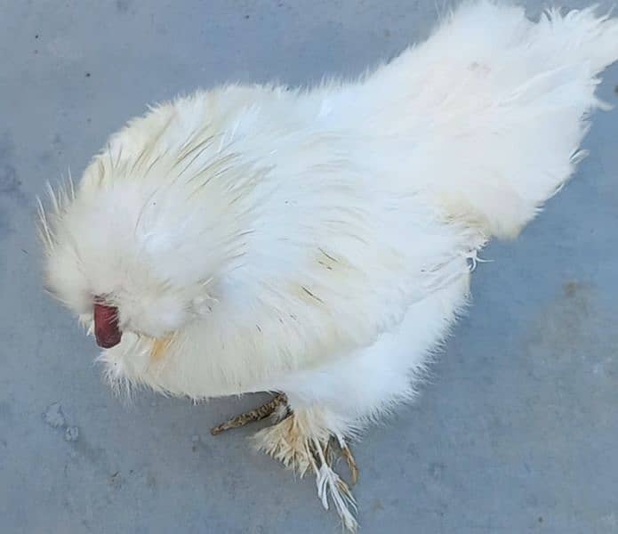 white Silkie breeder 1