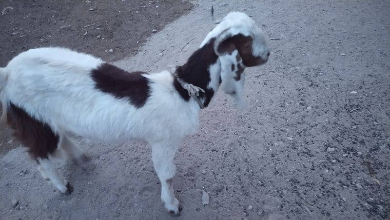 Female Goat, 1.5years age 0