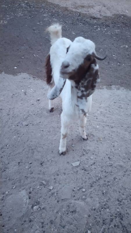 Female Goat, 1.5years age 1