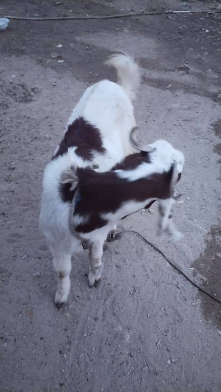 Female Goat, 1.5years age 2