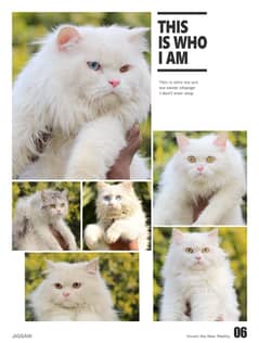 Persian | Tripple Coat | Fluffy | Cute face | Blue eye | Billi | Cat