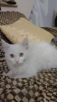 Persian white cat