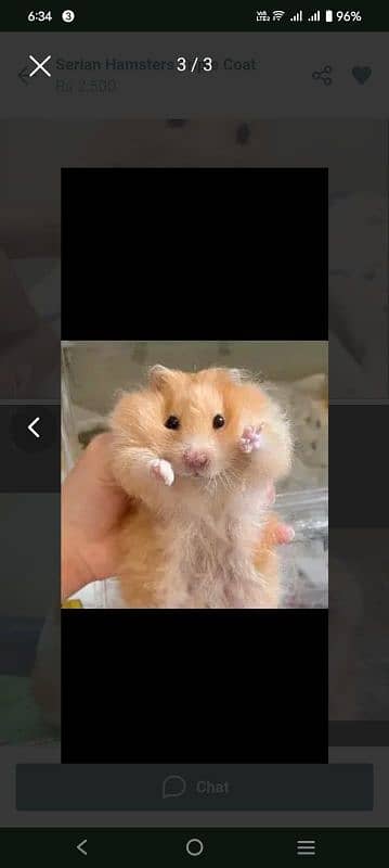 long coat hamster + baby hamster 18