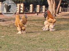 blue buff columbian brahma young pair for sale