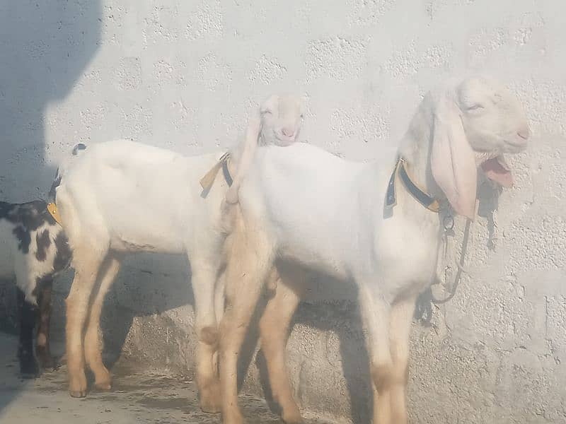 pure gulabi  2 goats for sell 0