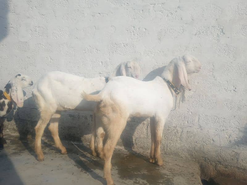 pure gulabi  2 goats for sell 1