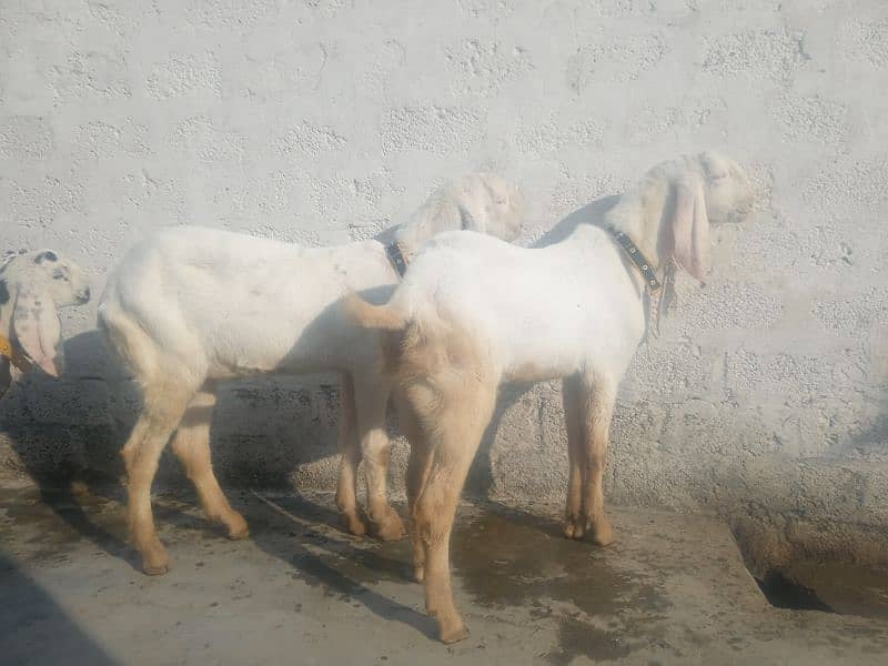 pure gulabi  2 goats for sell 2