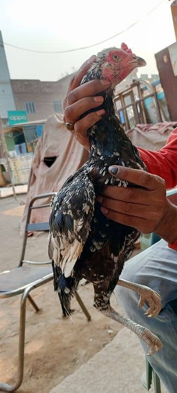 Hi quality Black breeder madi band jod mazbot Andy bacho ki granty 2