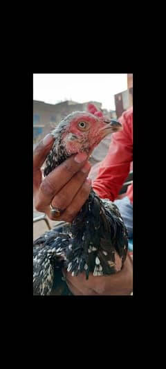 Hi quality Black breeder madi band jod mazbot Andy bacho ki granty