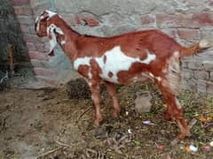 Bheetal female goats