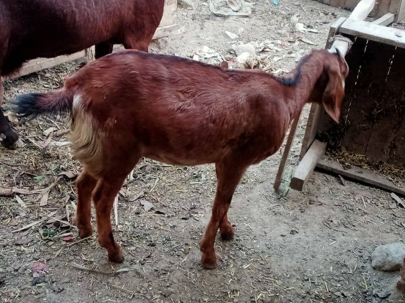 Bheetal female goats 1