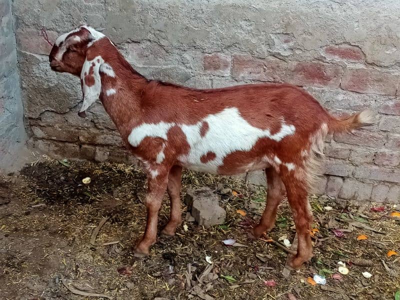 Bheetal female goats 2