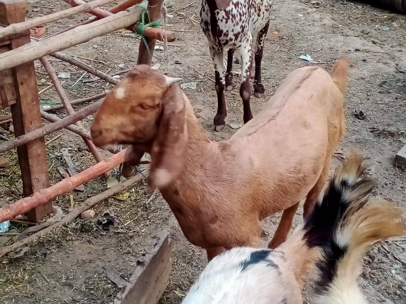 Bheetal female goats 3