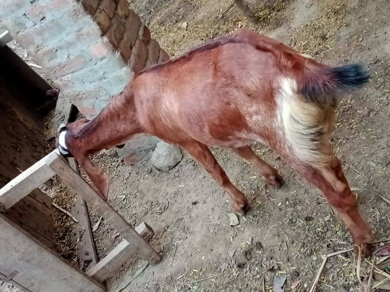 Bheetal female goats 4