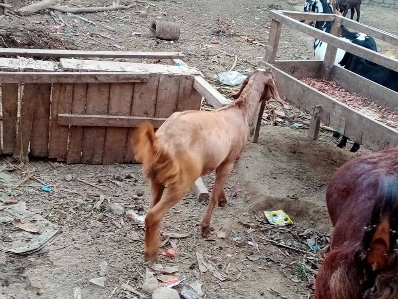 Bheetal female goats 5