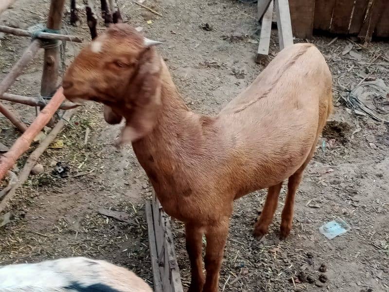 Bheetal female goats 6