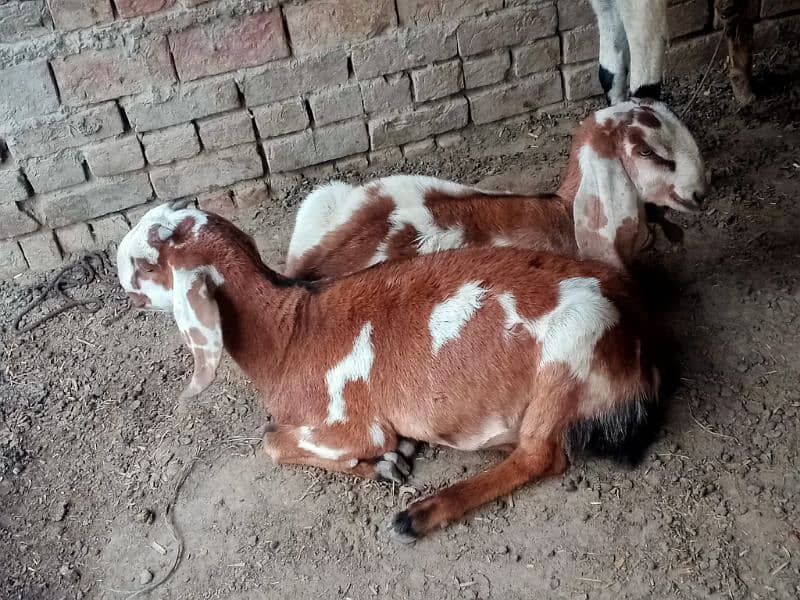 Bheetal female goats 8