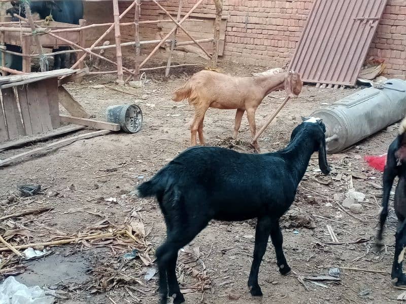 Bheetal female goats 9