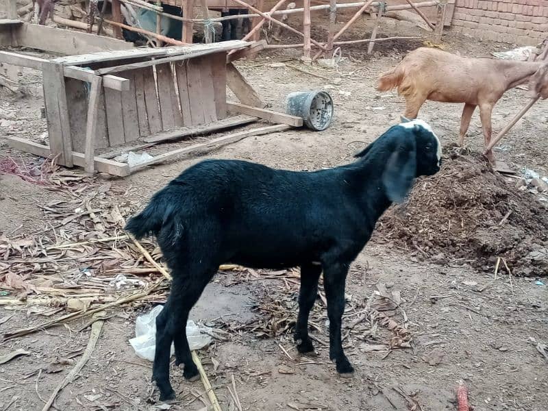 Bheetal female goats 10