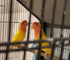 parrots pair