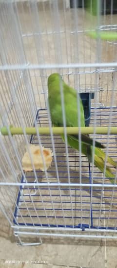 Ring Neck Parrot for SALE