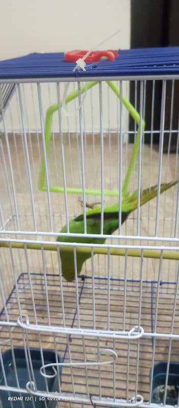 Ring Neck Parrot for SALE 3