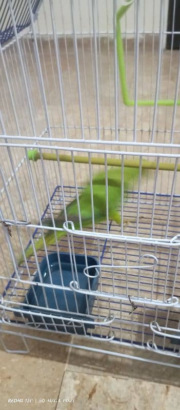 Ring Neck Parrot for SALE 4