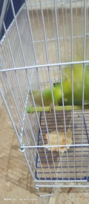 Ring Neck Parrot for SALE 5