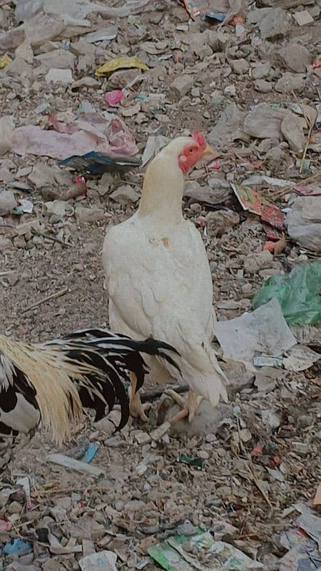 Heera hen Punjab nasal. 2