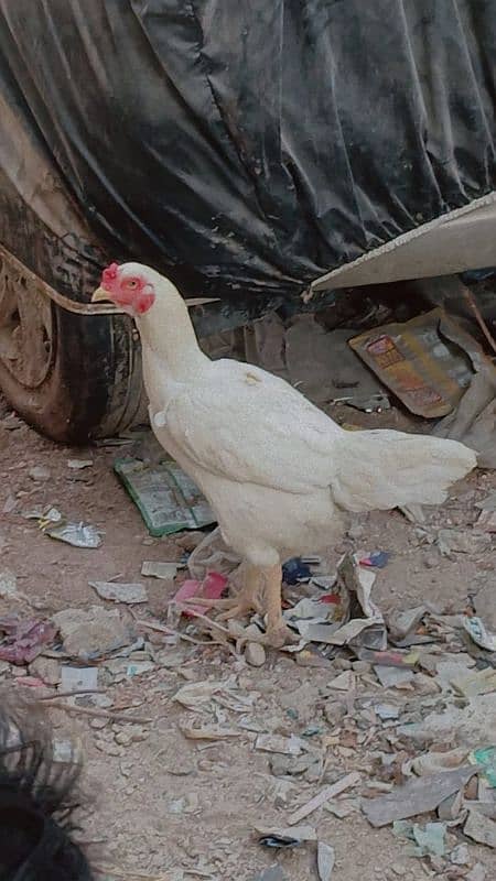 Heera hen Punjab nasal. 3