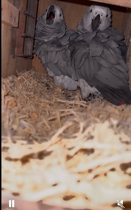 african grey parrot breeder pair yellow eye big size 0