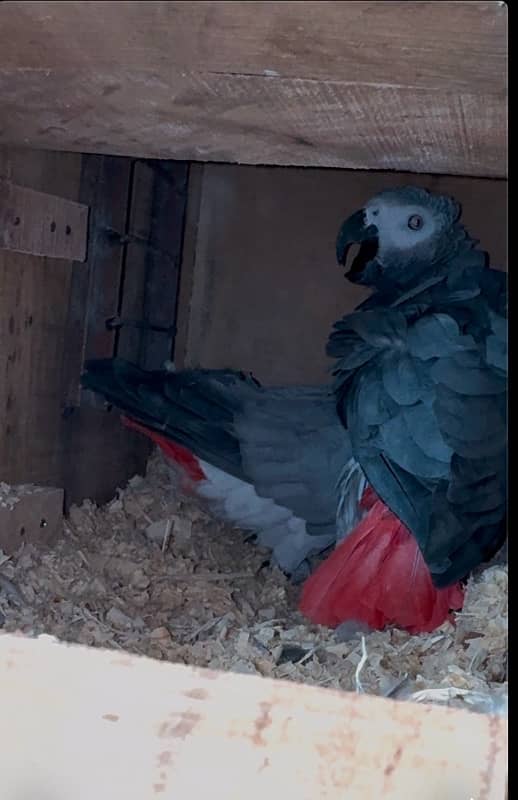 african grey parrot breeder pair yellow eye big size 1