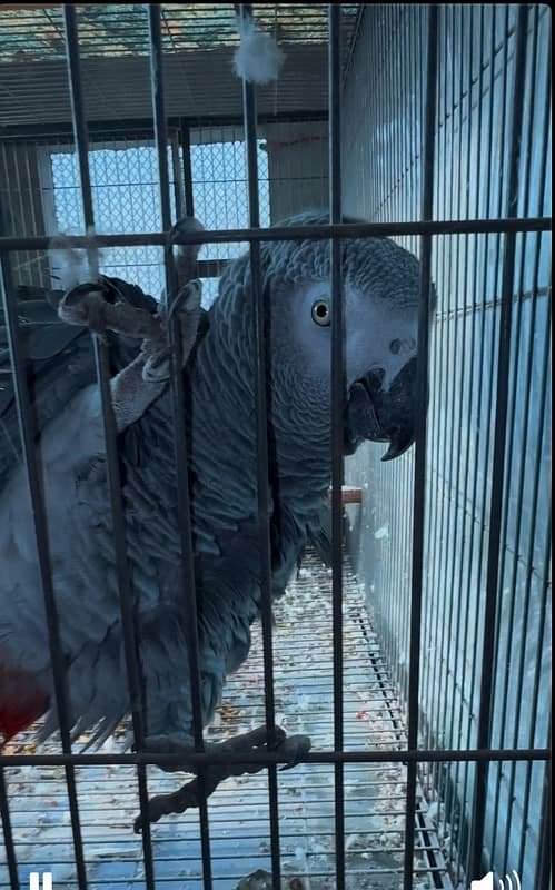 african grey parrot breeder pair yellow eye big size 2