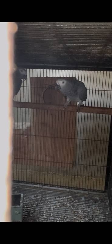 african grey parrot breeder pair yellow eye big size 3