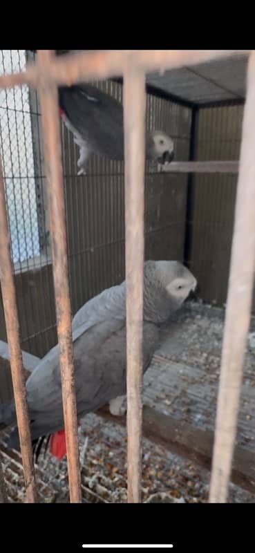 african grey parrot breeder pair yellow eye big size 4