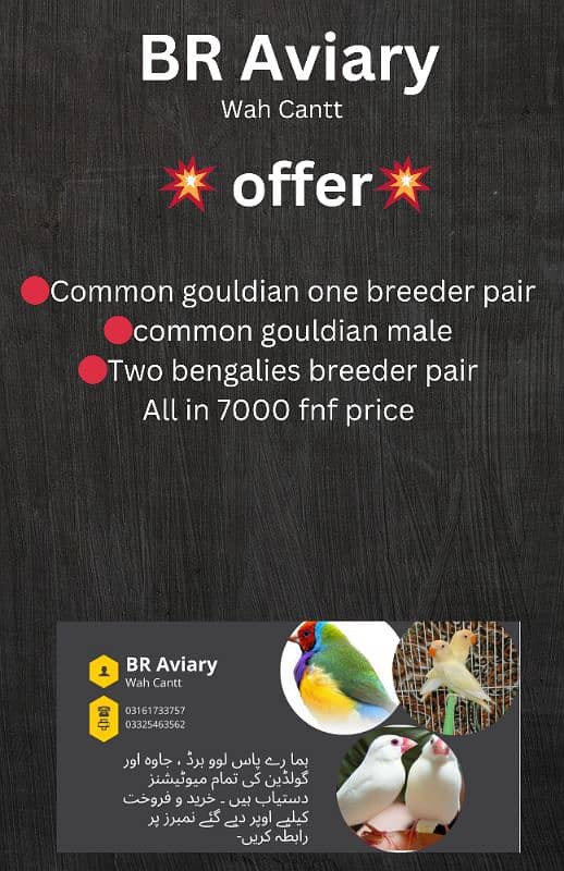 Common gouldian one breeder pair   common gouldian male 0