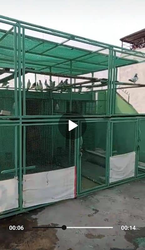 VIP Full steup pigeon cages 1