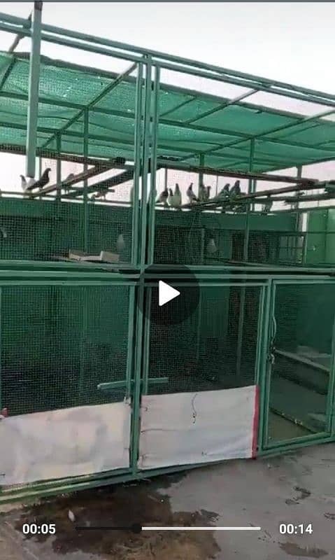 VIP Full steup pigeon cages 2