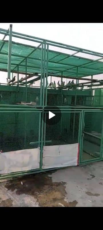 VIP Full steup pigeon cages 3