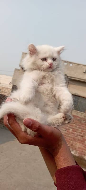 Persian kitten tripple coated 0