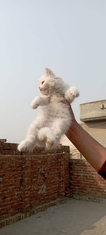 Persian kitten tripple coated 1